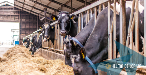 Afbeelding van het bericht 'Boerderij overnemen'